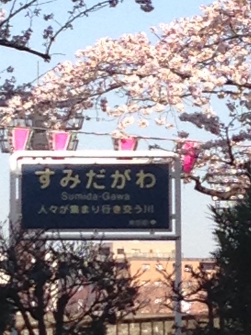 隅田川のお花見